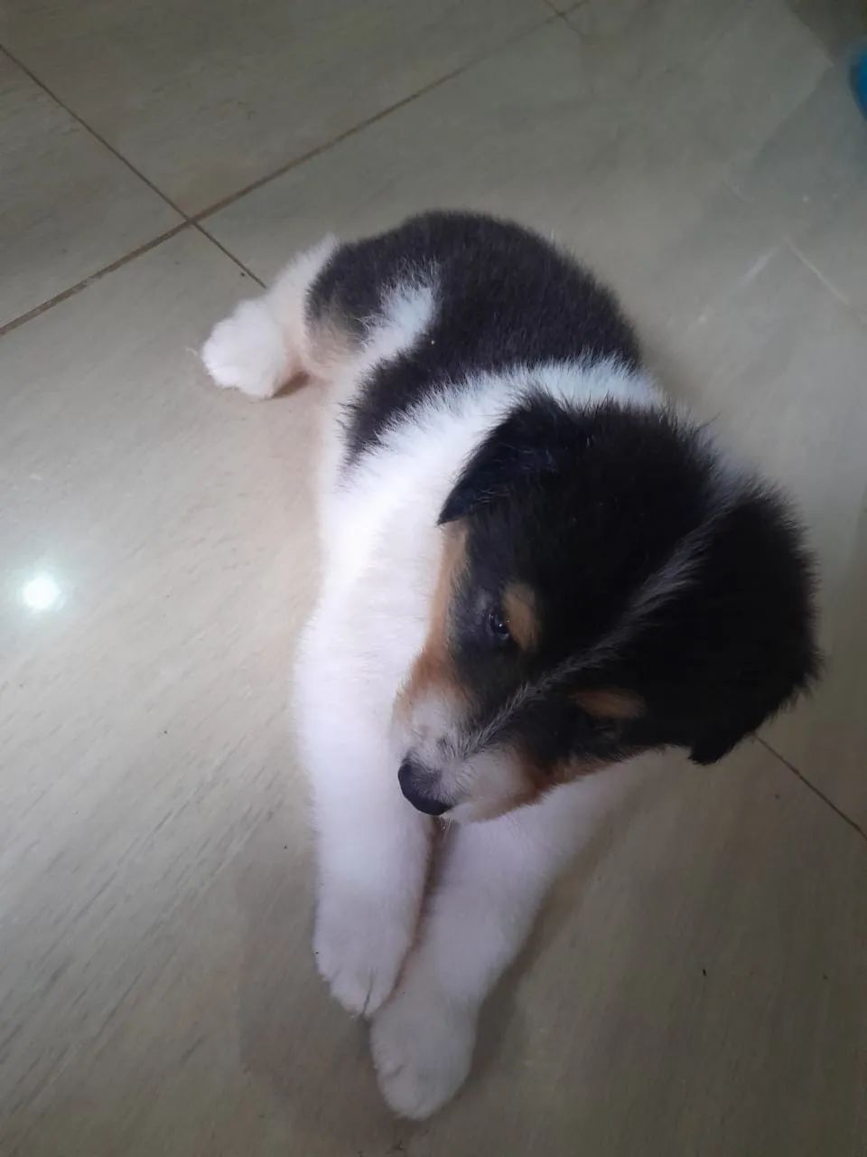 Filhote de Border collie - Foto 3