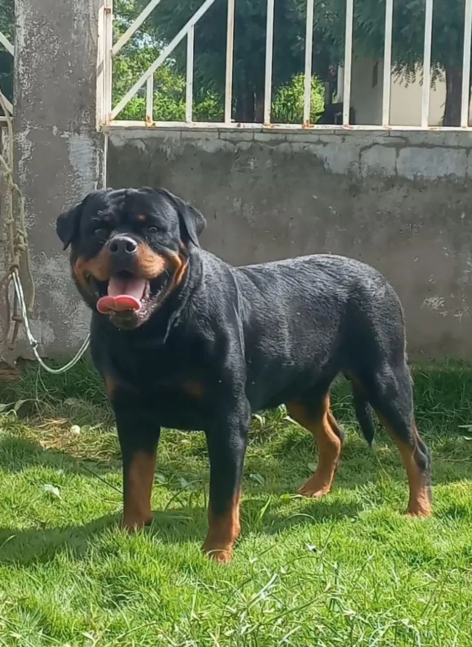 Rottweiler 2 anos para quem sabe o que é bom - Foto 4