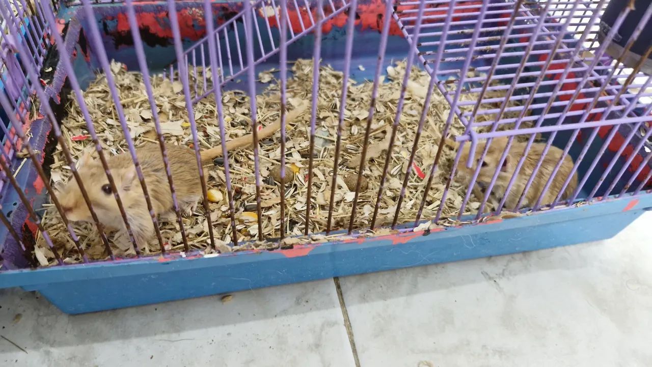 Gerbil (esquilo da mongólia)  - Foto 4