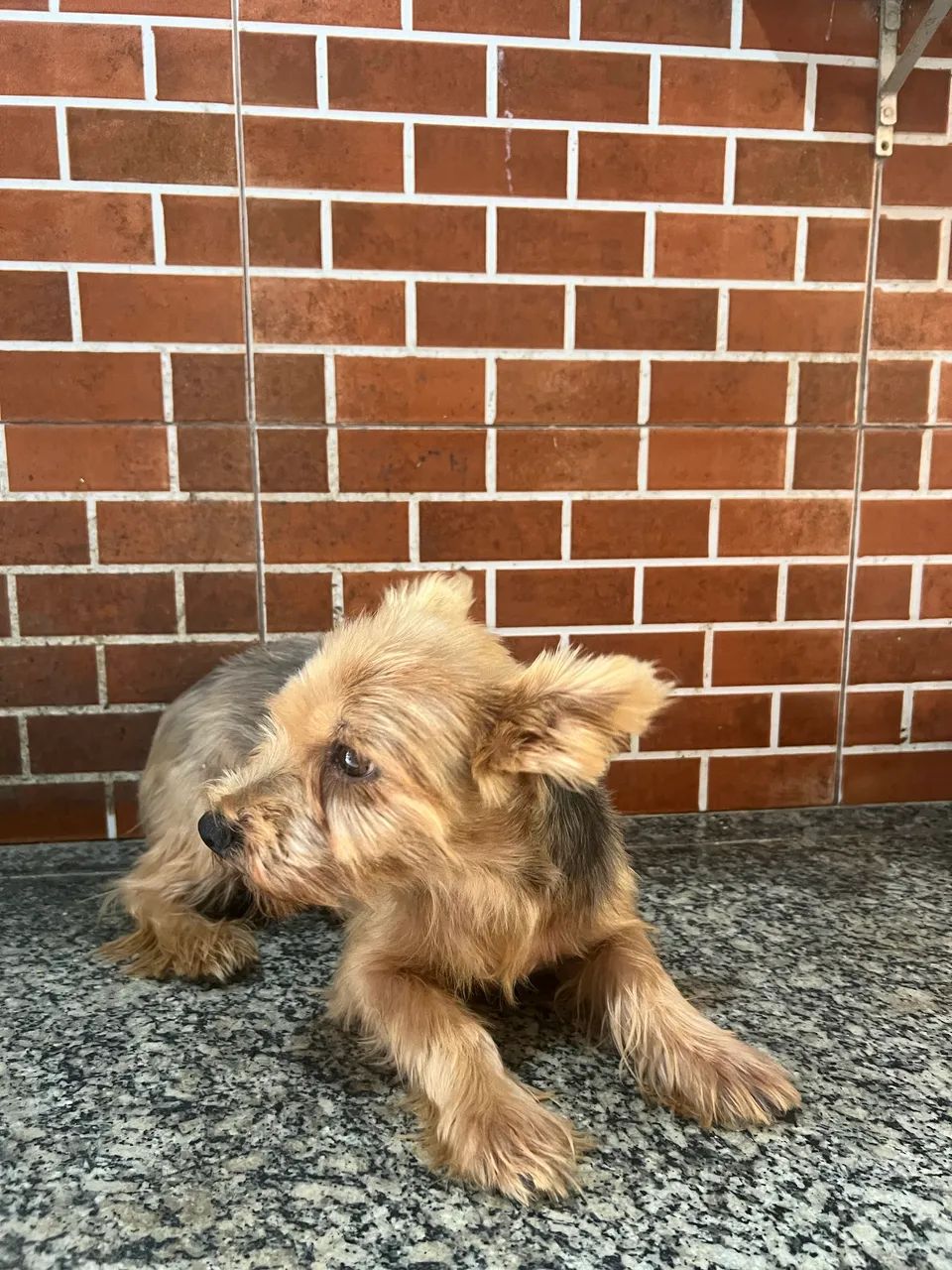 Yorkshire fêmea adulta  - Foto 5