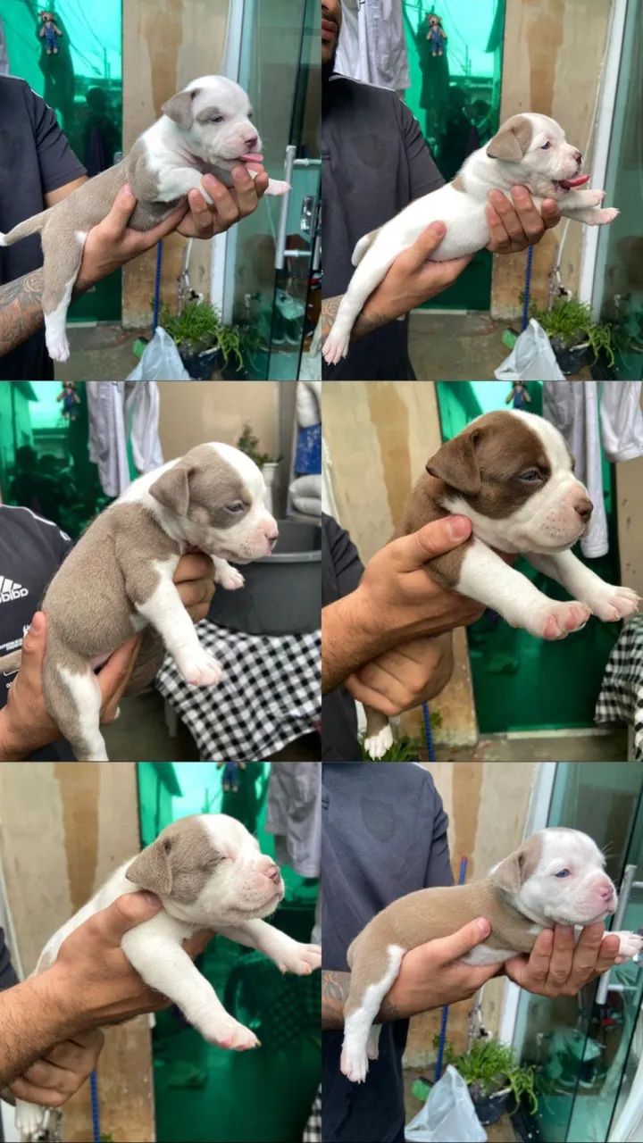 American bully  - Foto 5