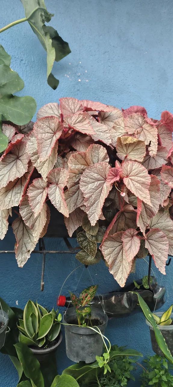Plantas Ornamentais