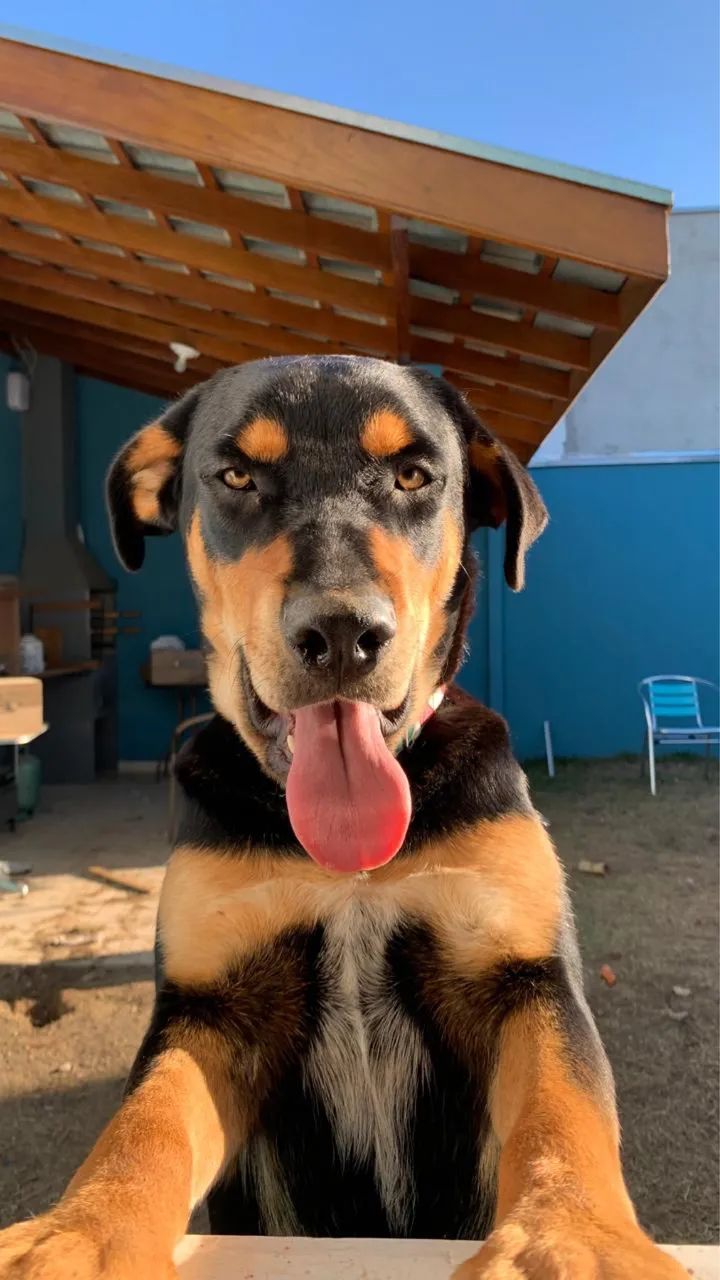 Doação cachorro - Foto 2