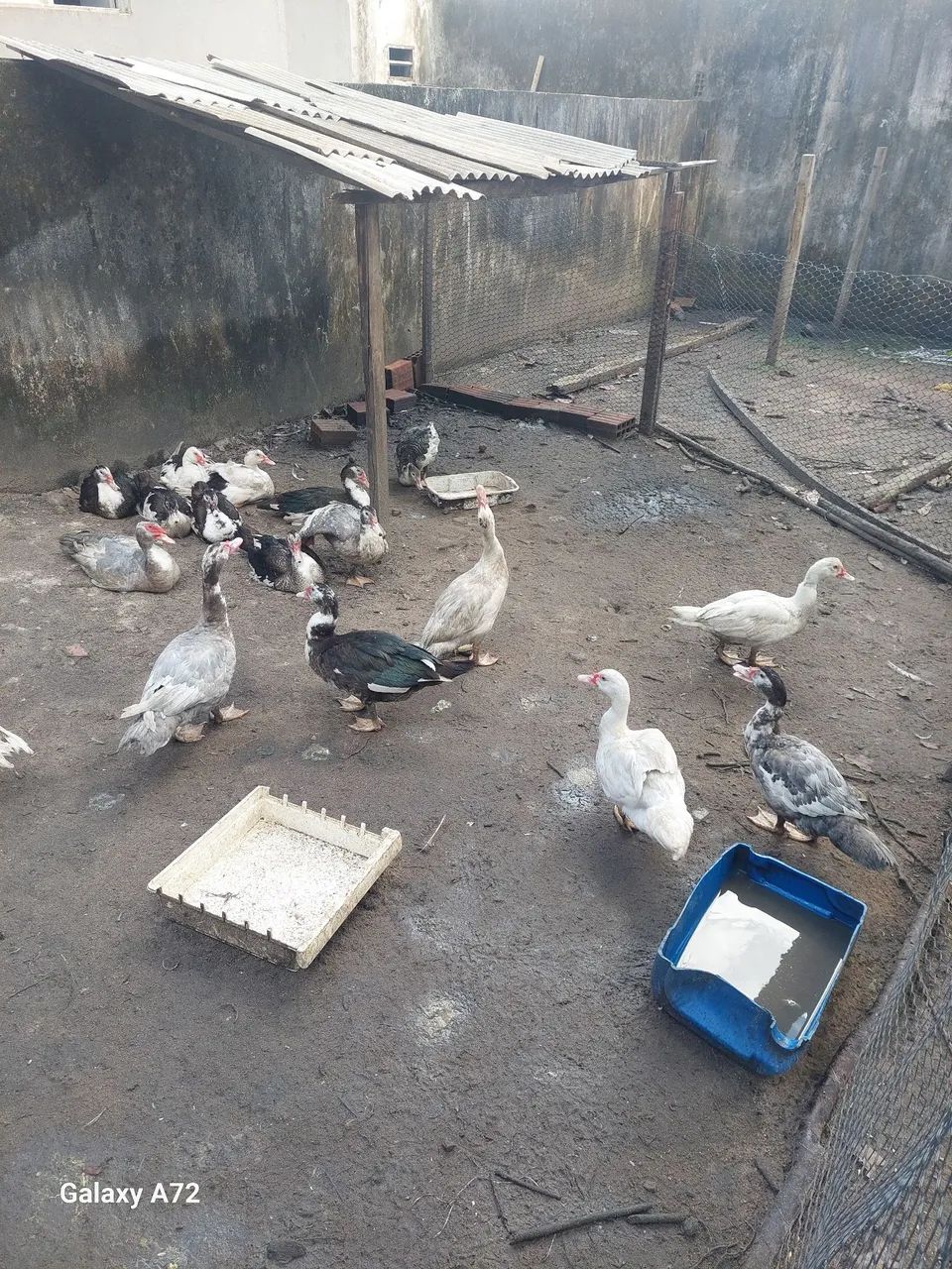 Patos para engorda  - Foto 2