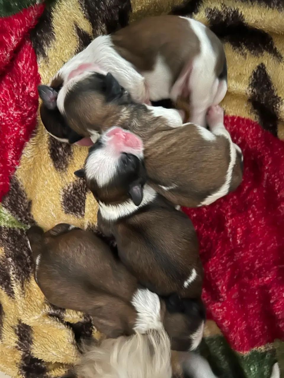 Filhotes de Shih Tzu - Foto 4