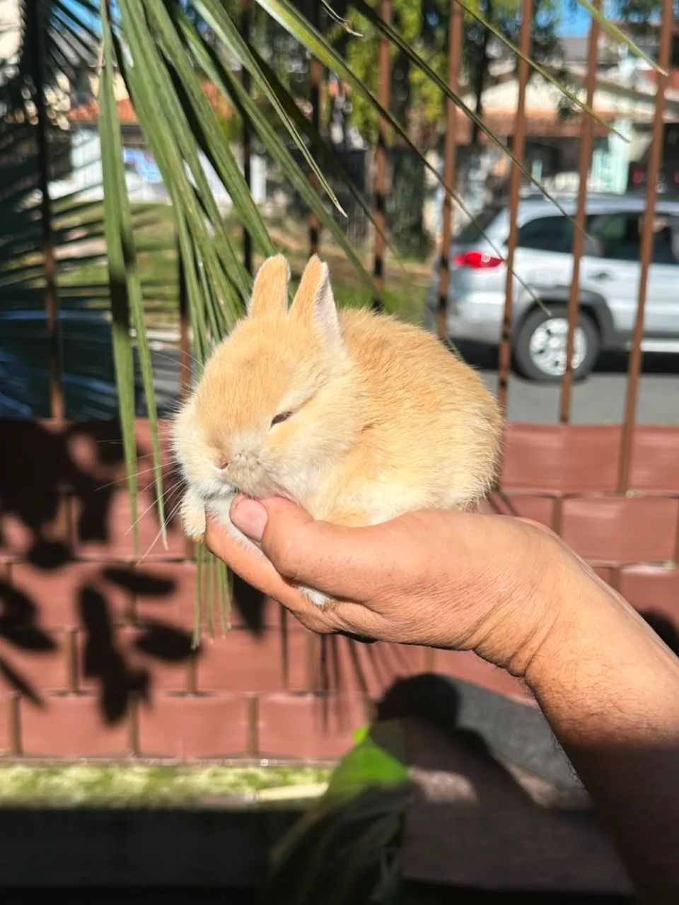 Mini coelho nederland dwarf 