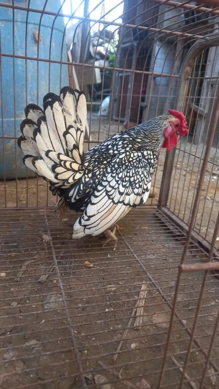 Galinhos sebright prata 