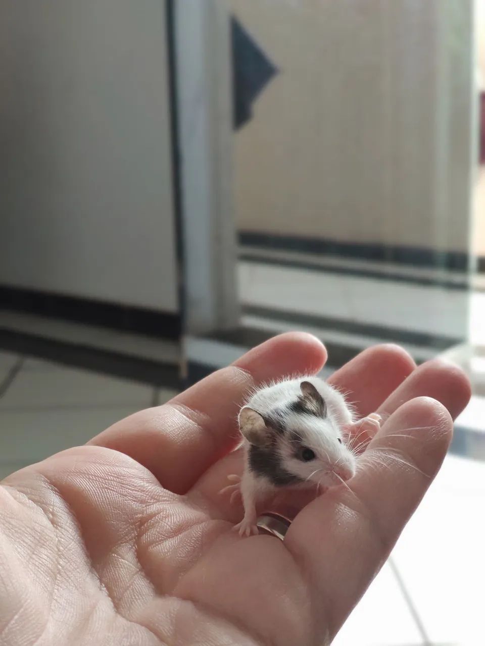 Topolinos Filhotes disponíveis 