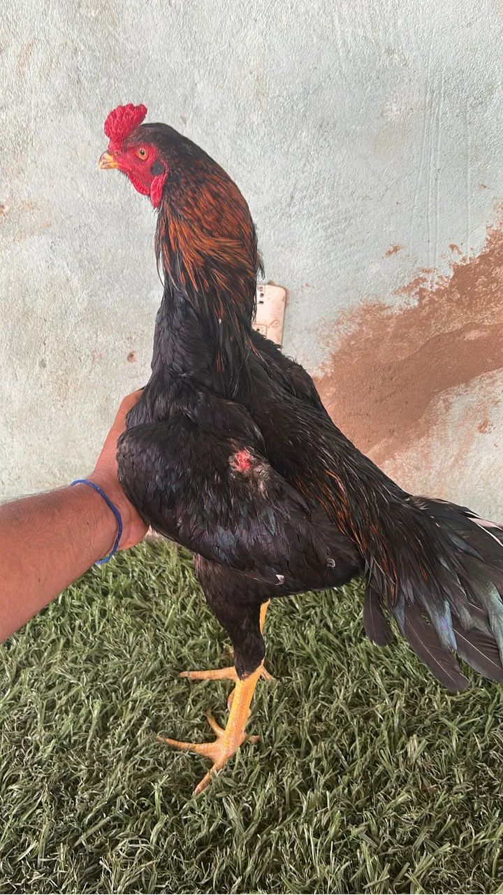 Animais - Foto 2