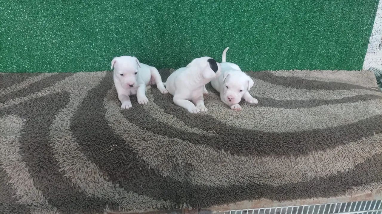 Dogo argentino  - Foto 4
