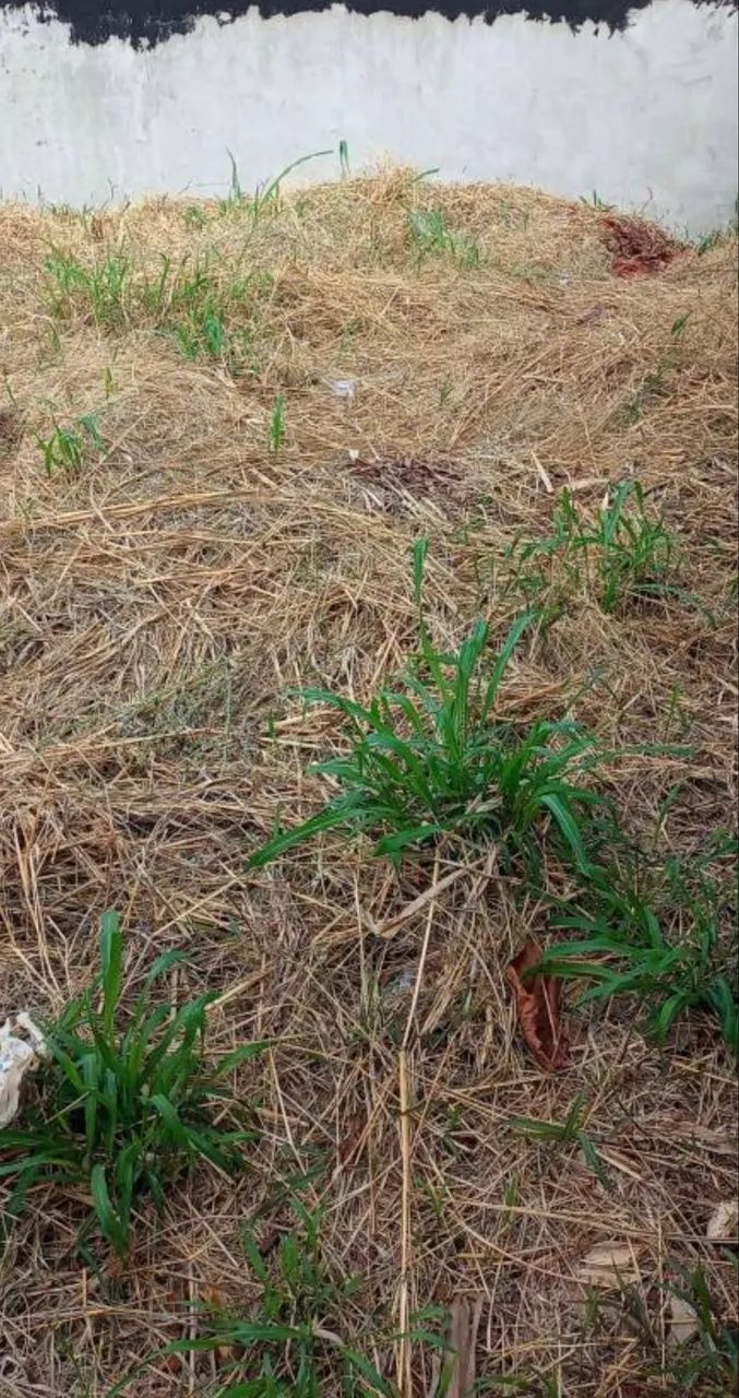Terreno vendo ou troco  - Foto 2