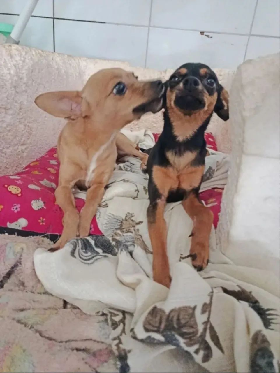 Pinsher 1 - Foto 3