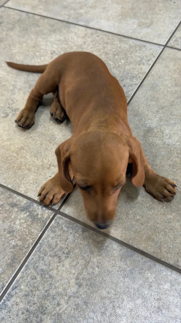 Vende-se cachorrinho Base ( Cofap) - Foto 5