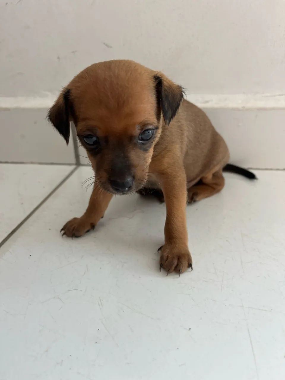 Pinscher  - Foto 4