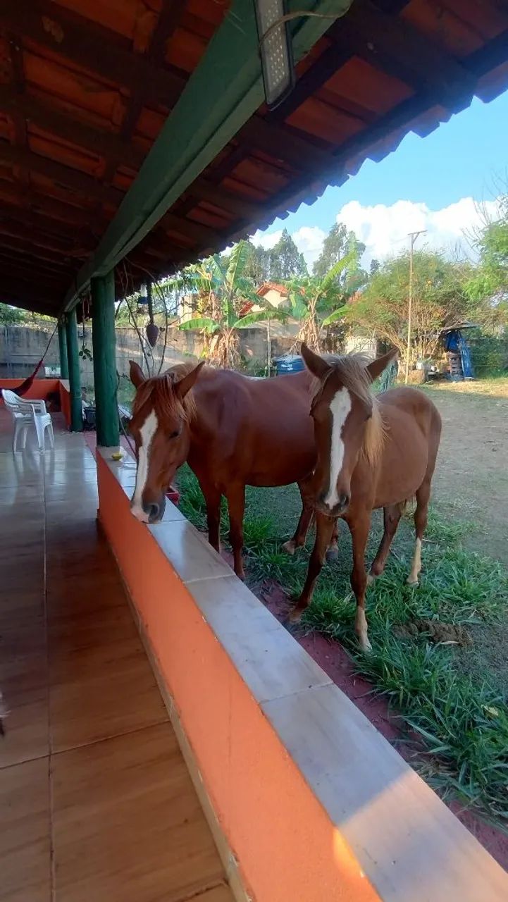 Vende-se 2 éguas