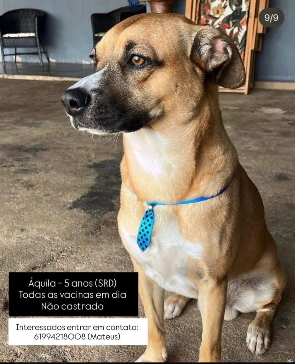 Doação de cachorro - Foto 2