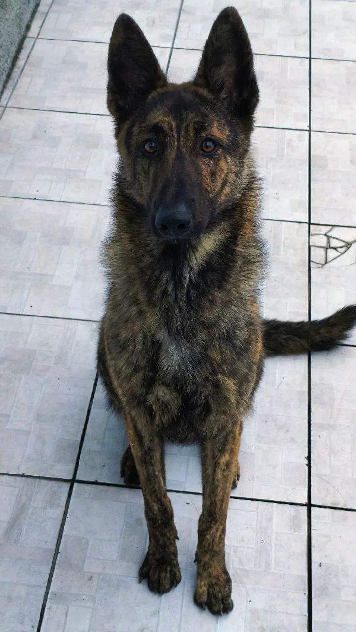 Pastor belga malinois - Foto 2