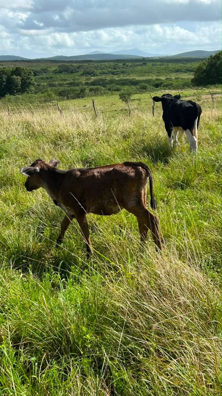 Três bezerras linhagem leiteira  - Foto 5
