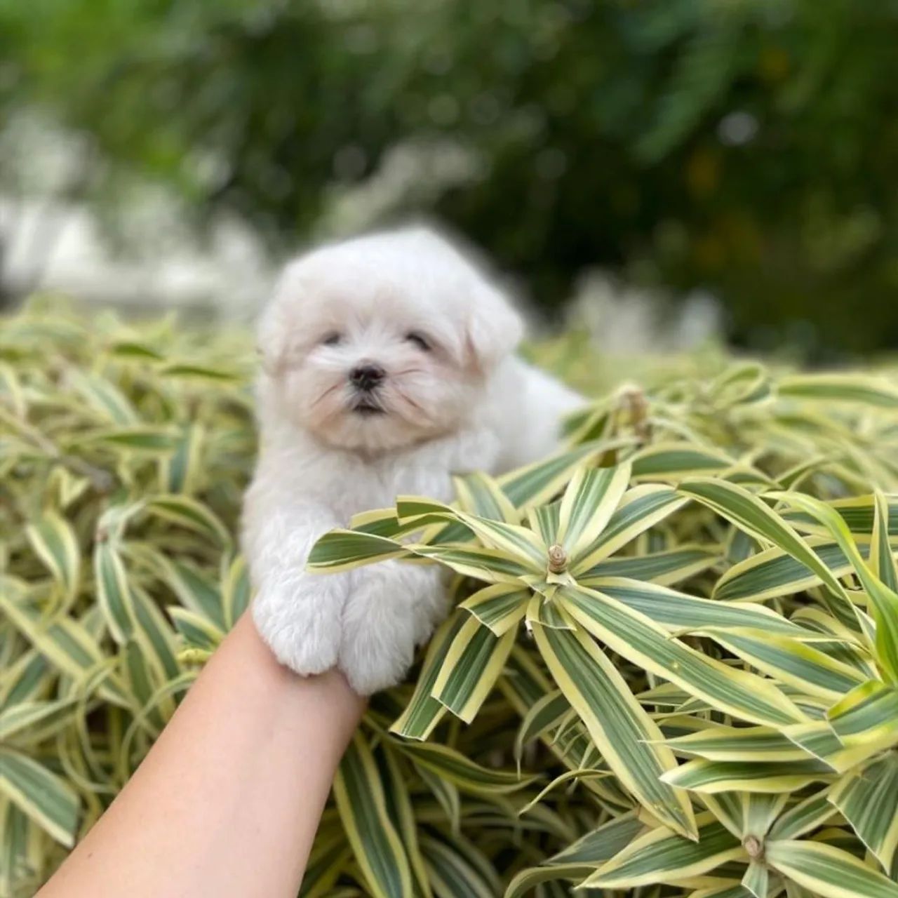 Maltês Micro Legítimos com Pedigree  - Foto 4