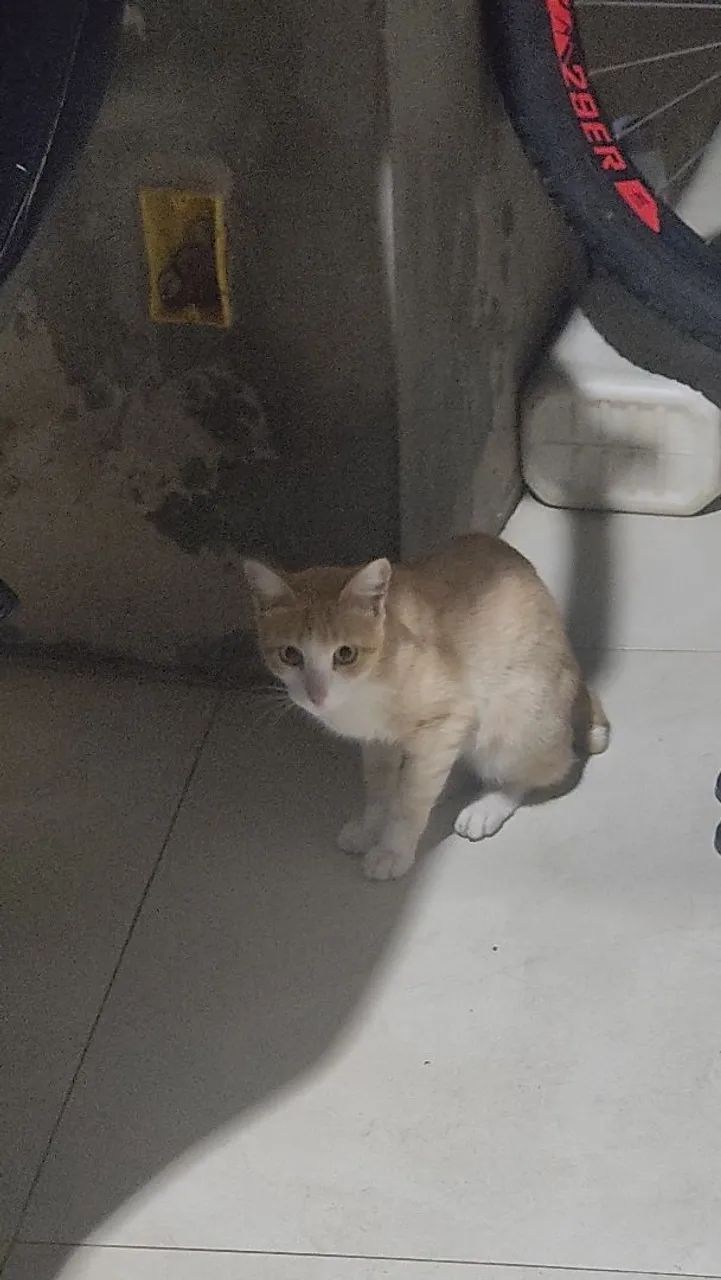 Gatinhos pra adoção 
