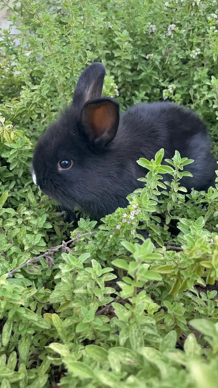 Coelhos  - Foto 4