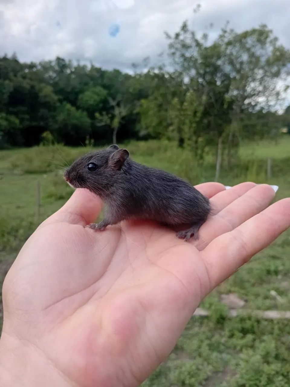 Seu amiguinho esta na Chácara S. S - Foto 4
