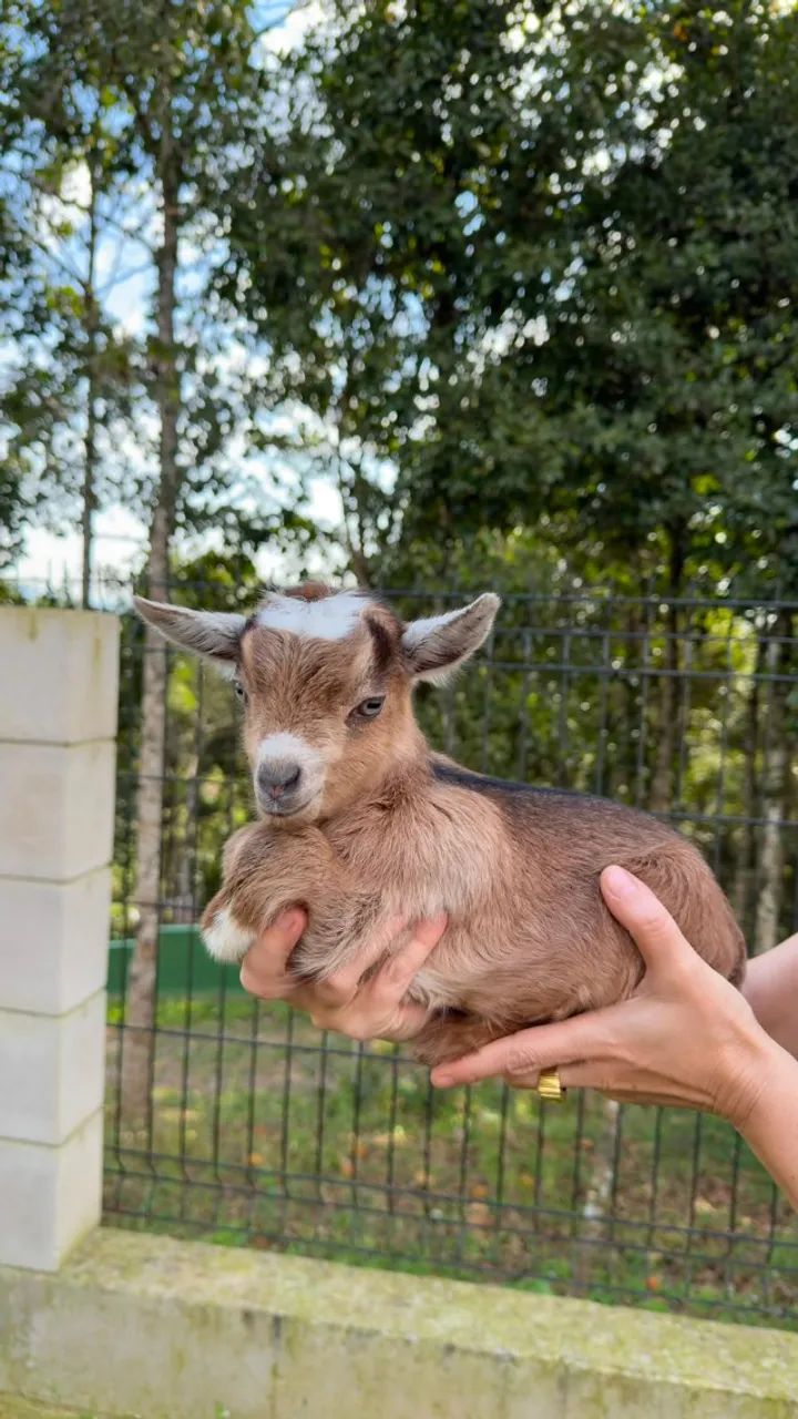Mini Cabra - Foto 3