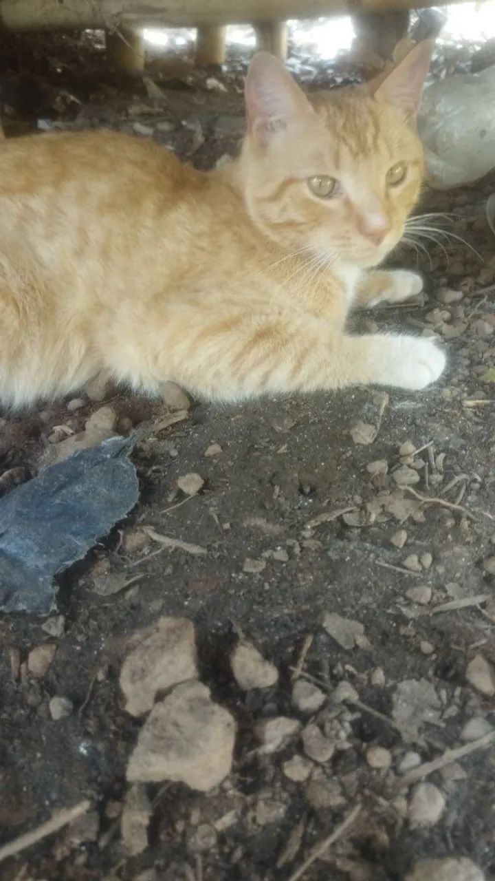 Gatinho mansinho e docil para adoção rapida - Foto 2