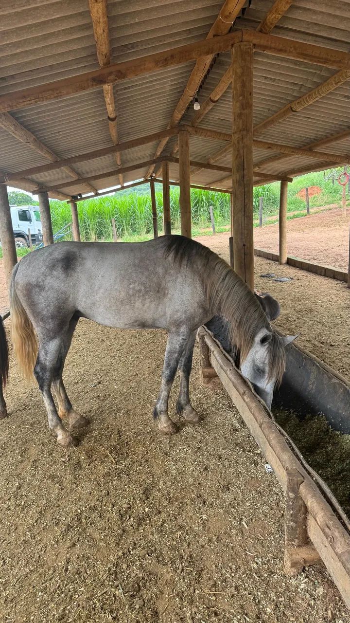 Vendo cavalo machador macho 4 anos 