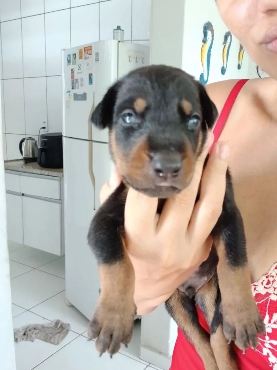 Filhotes de doberman 