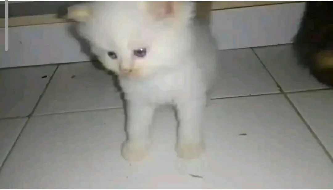 Gato persa 