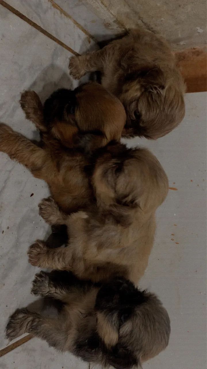 Filhotes de shih-tzu com poddle  - Foto 4