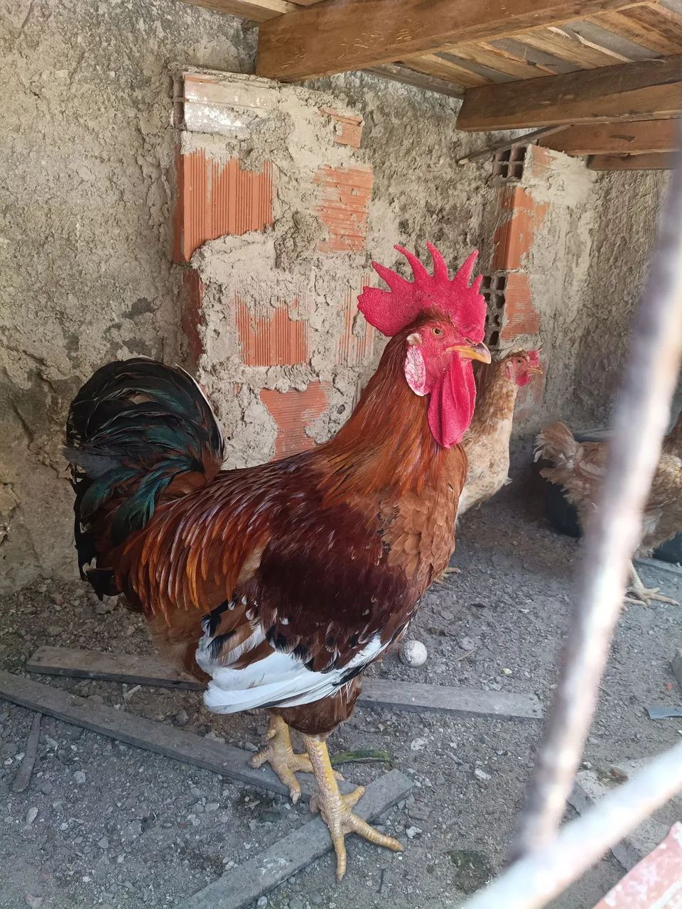 Gal gsb puro