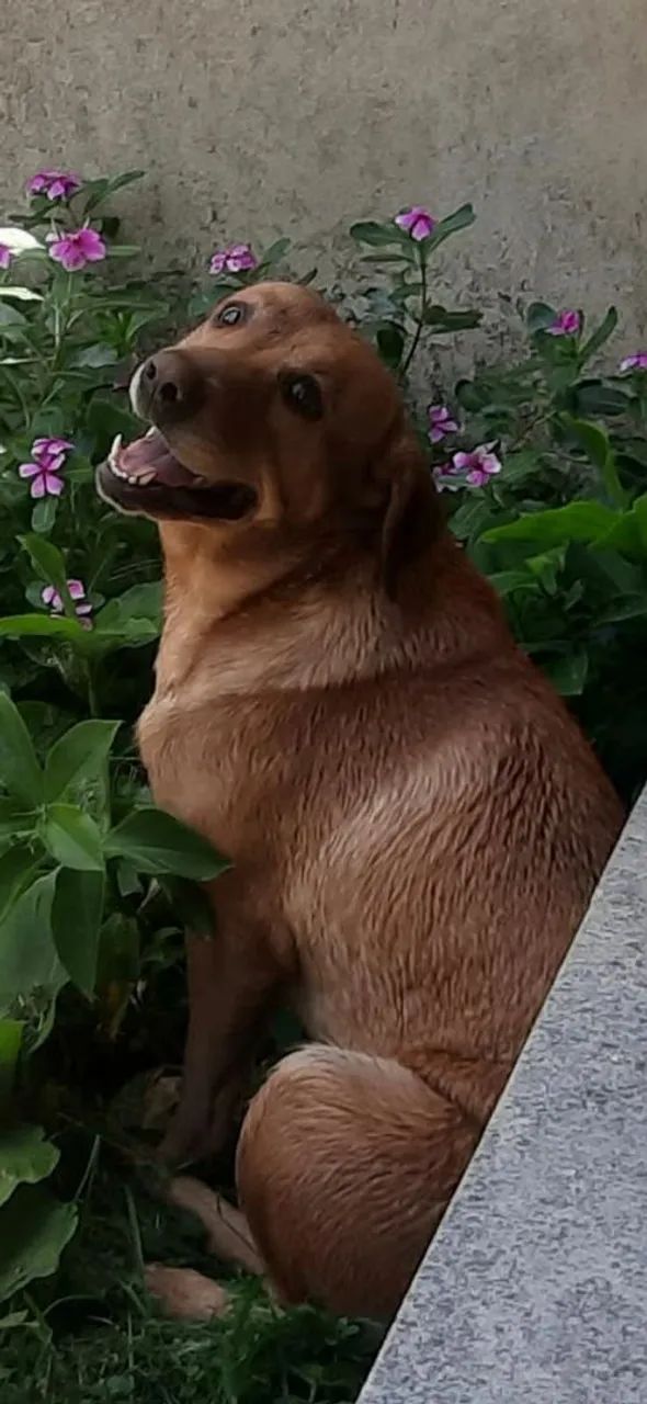 Doação/ Pinscher e labrador 