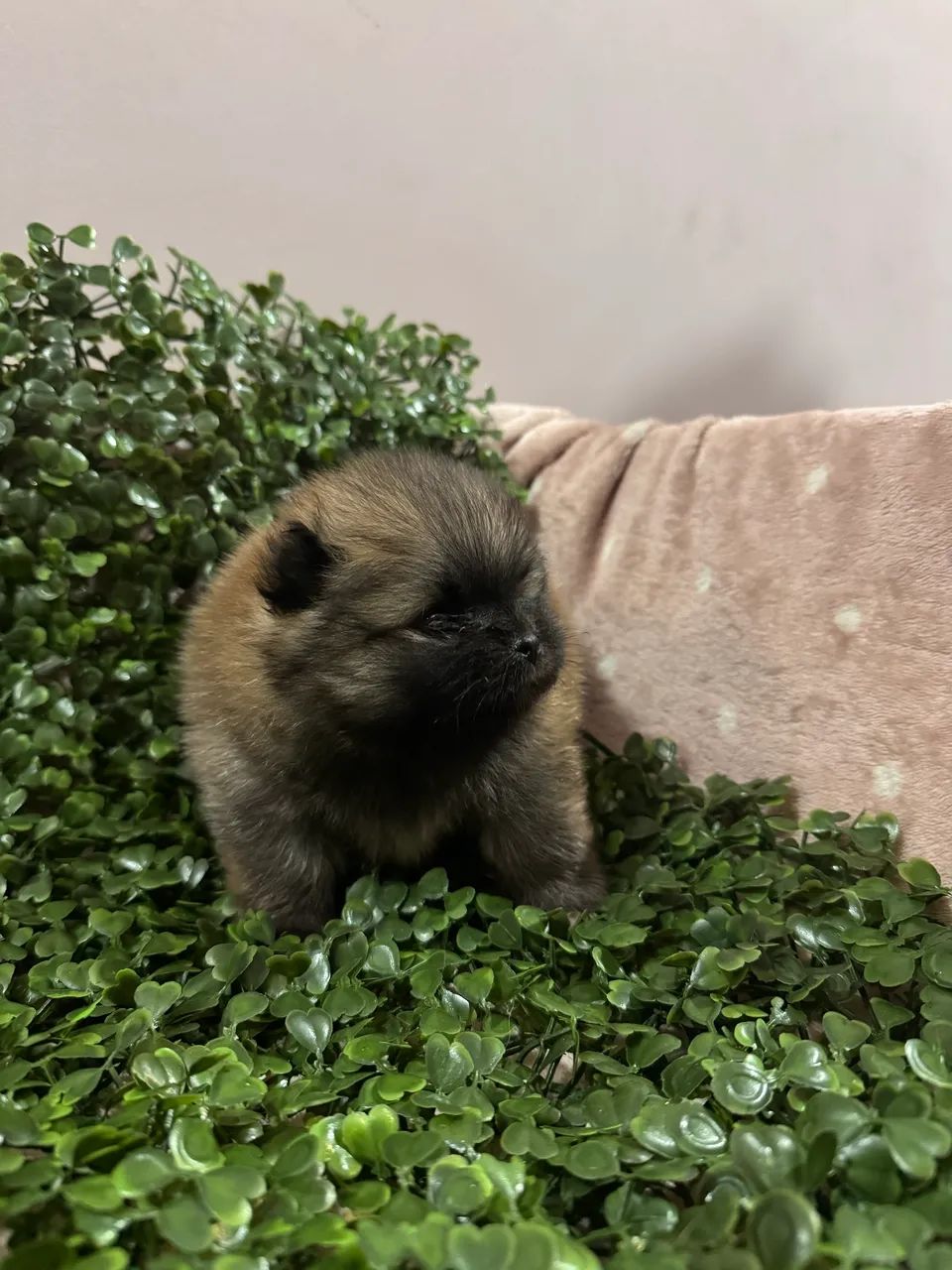 Spitz Alemão  - Foto 2
