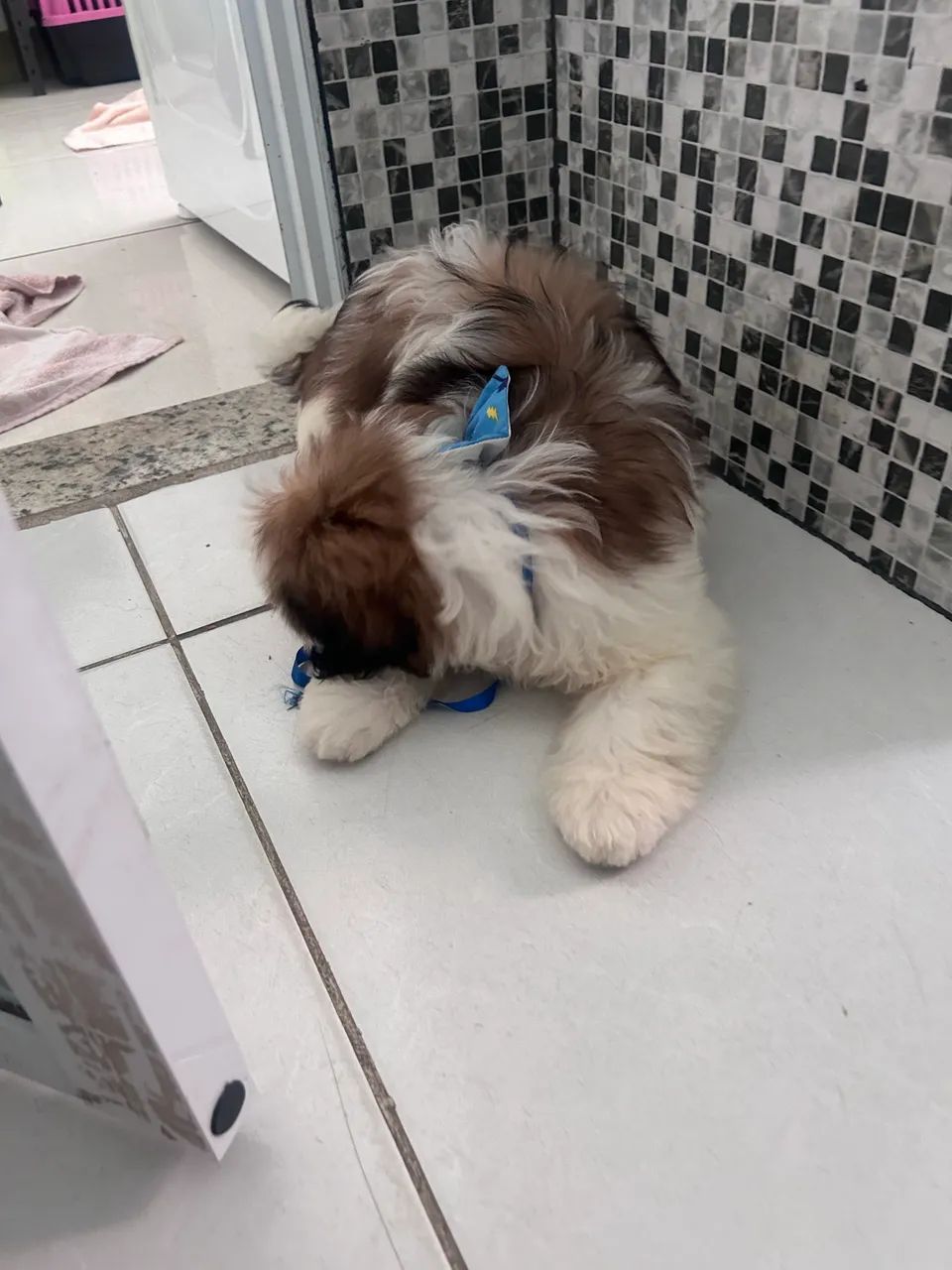Cachorro - Foto 5