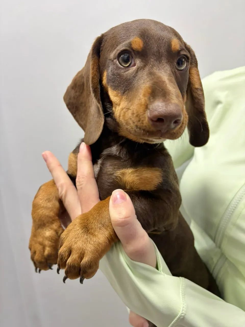 Dashchund chocolate  - Foto 5