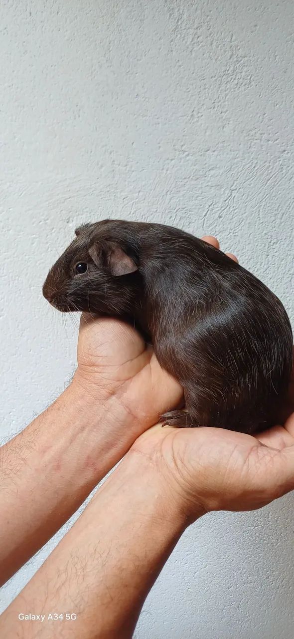 Porquinho da Índia Filhote 