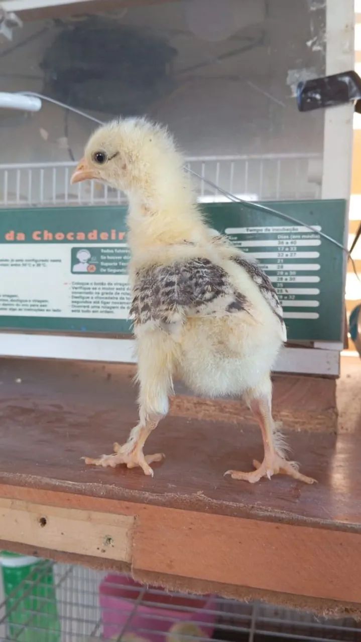 Vendas de pintos