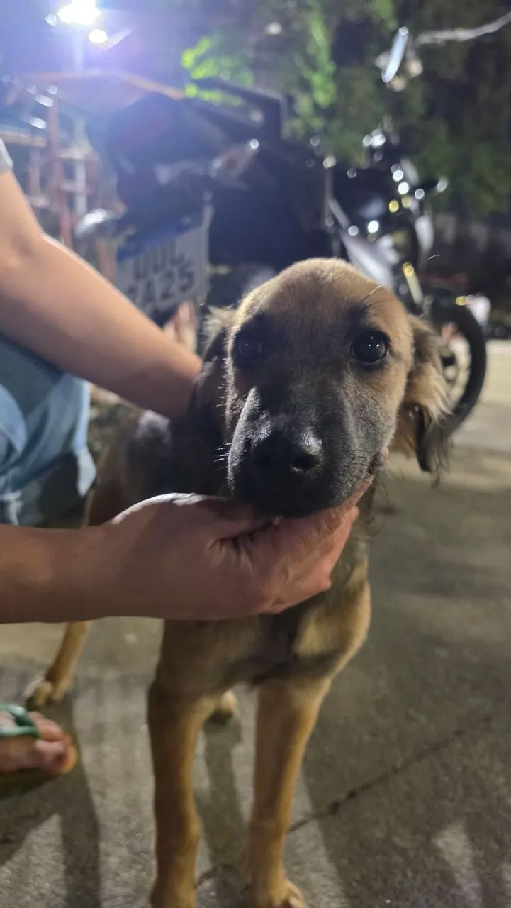 Cachorrinha para doação responsável - Foto 3