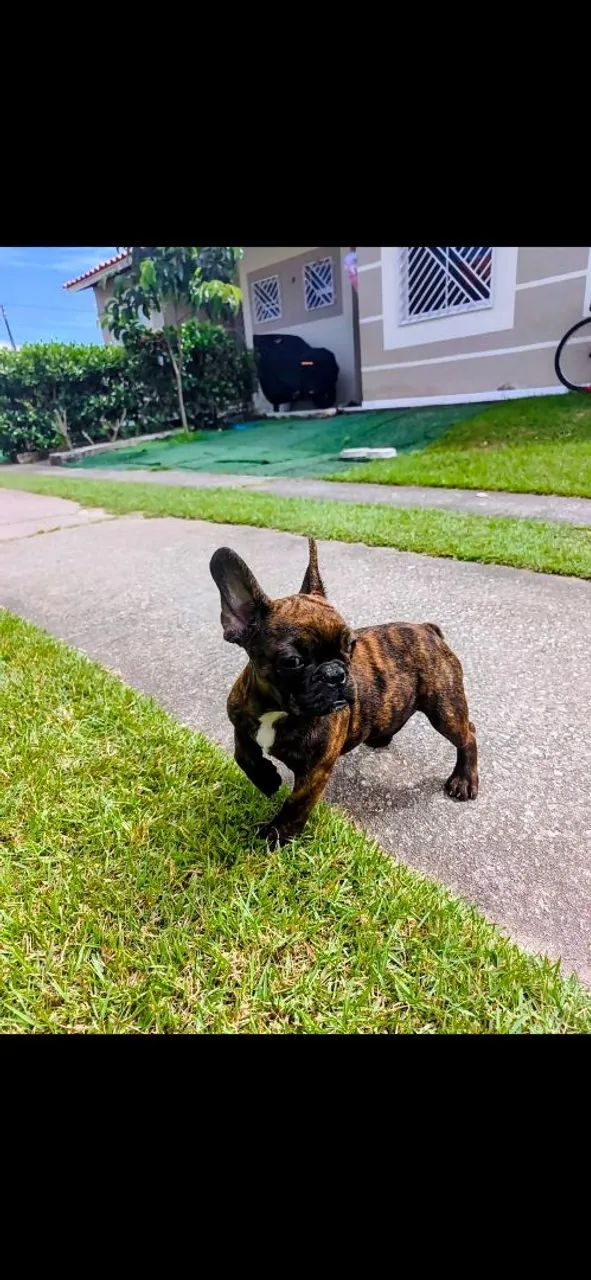 Bulldog Francês acho tigrado - Foto 2