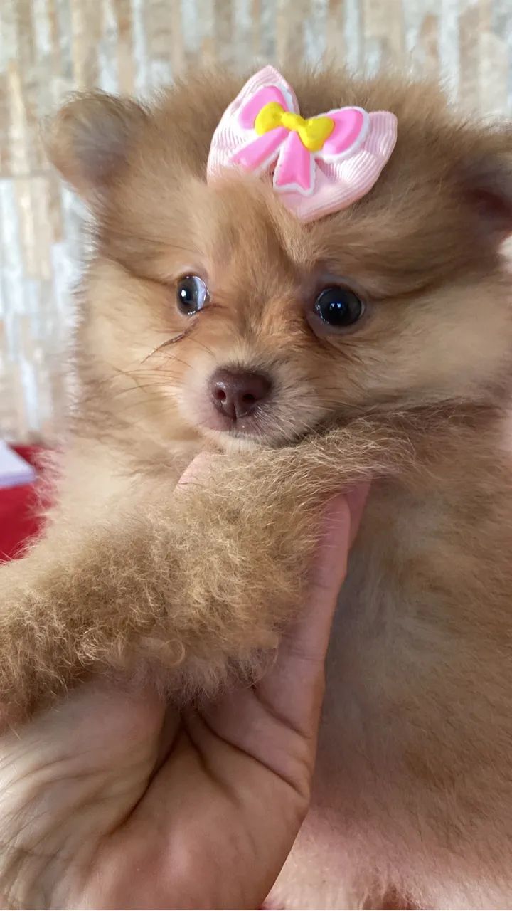 Spitz alemão