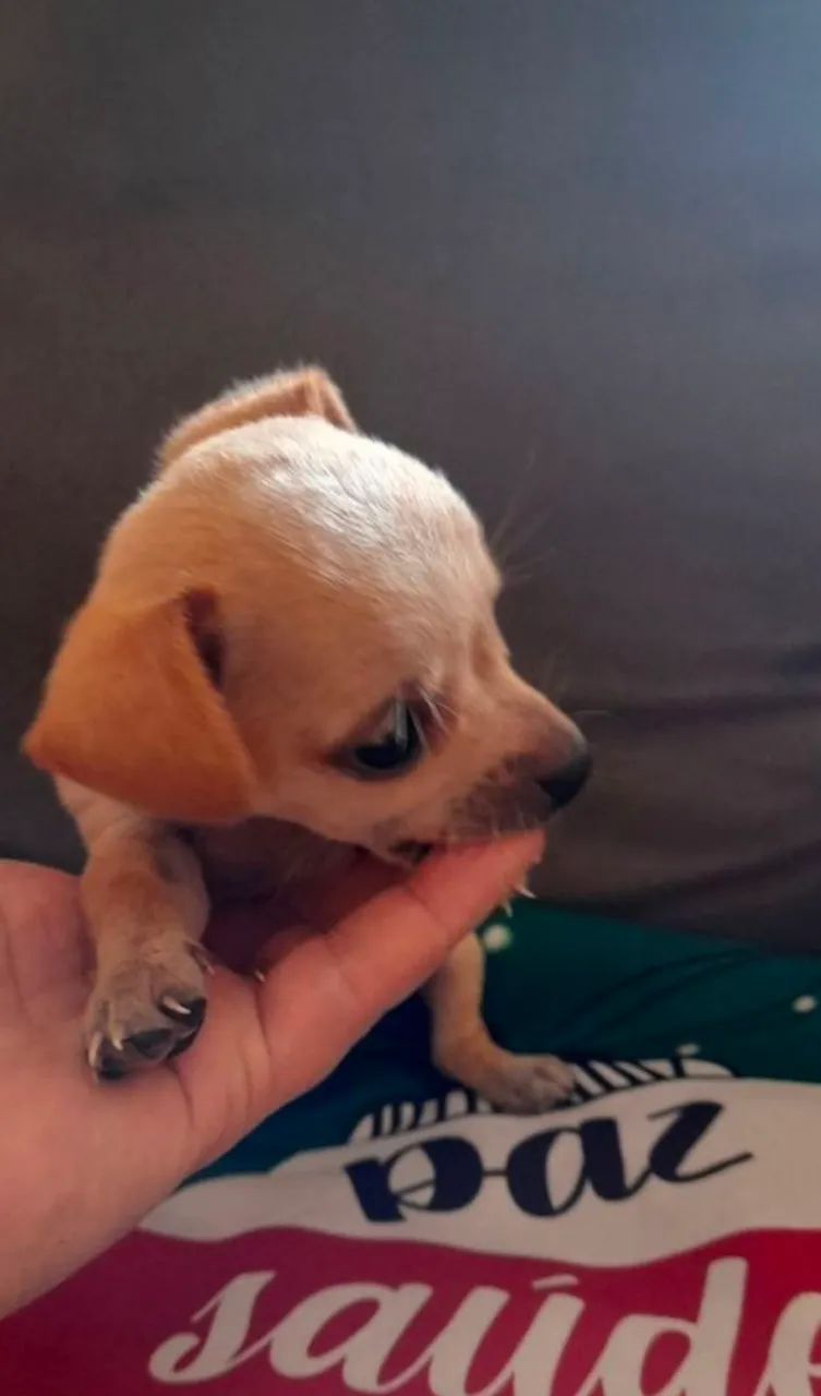 Pinscher ZERO - Foto 5