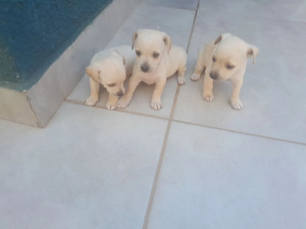 Vende se pinscher n 1 - Foto 3