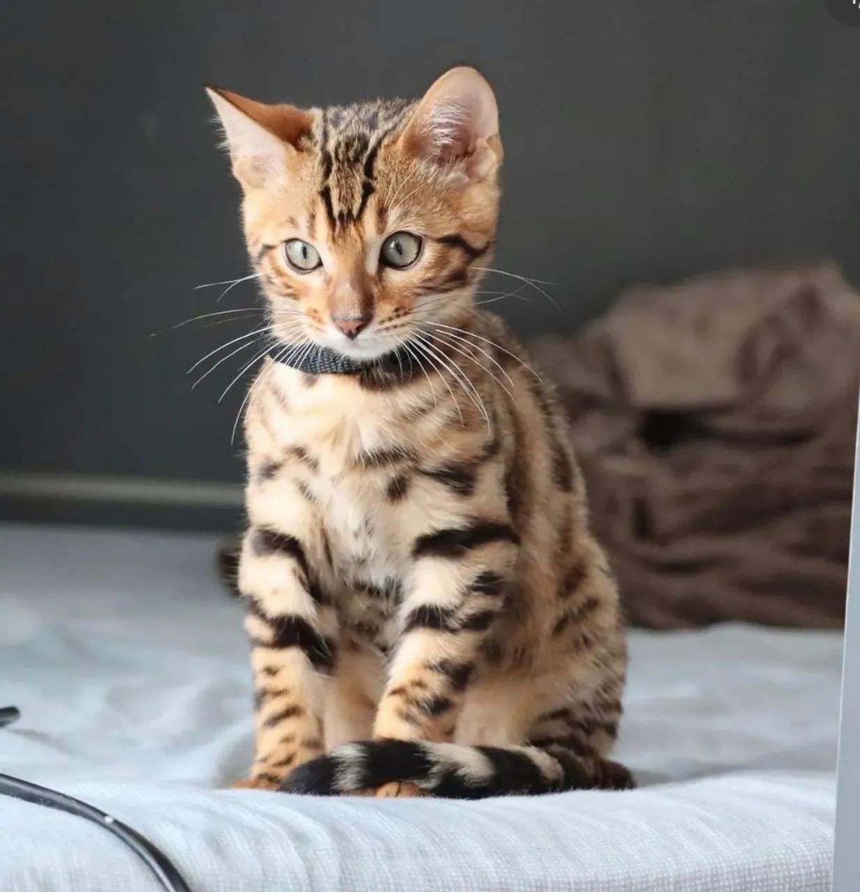 Bengal femea 