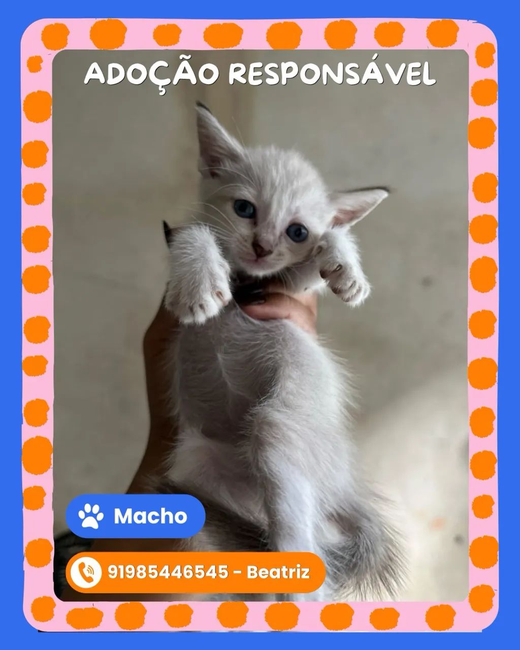 Adoção responsável  - Foto 5