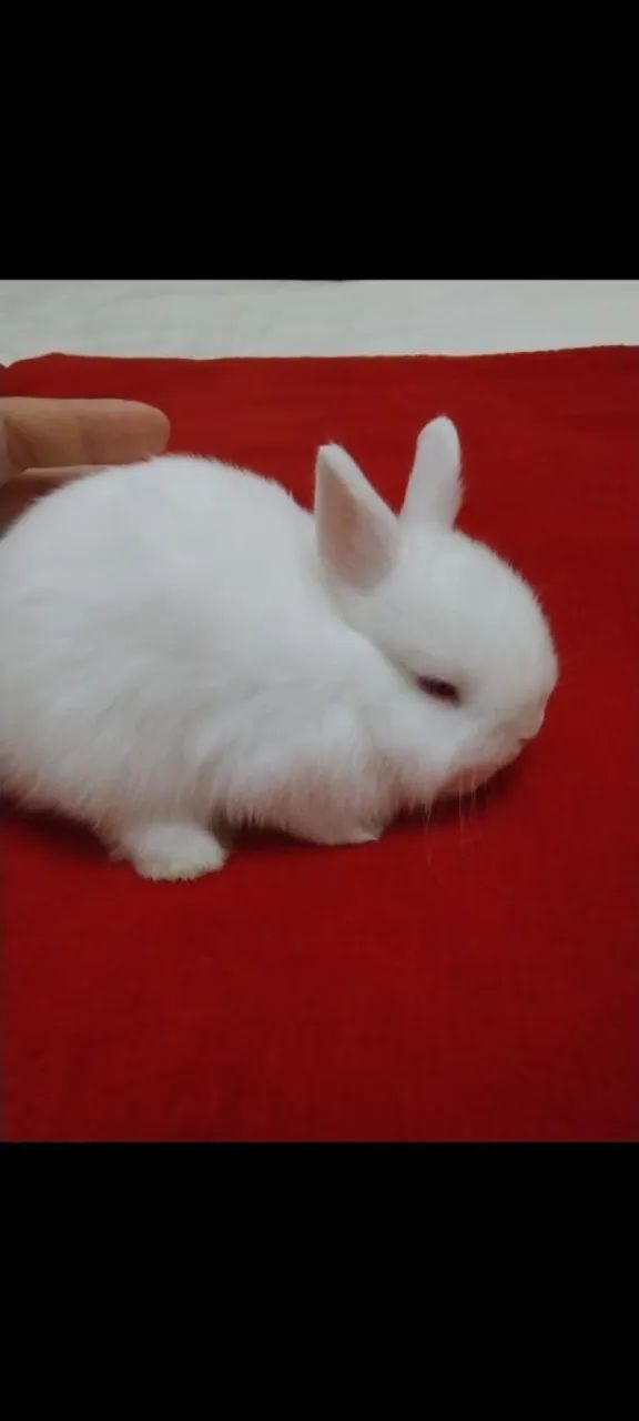 Lindos e disponíveis  - Foto 4