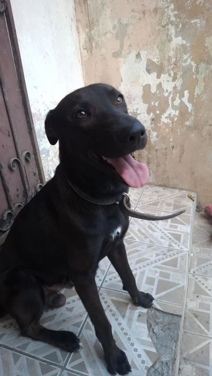 Adoção 