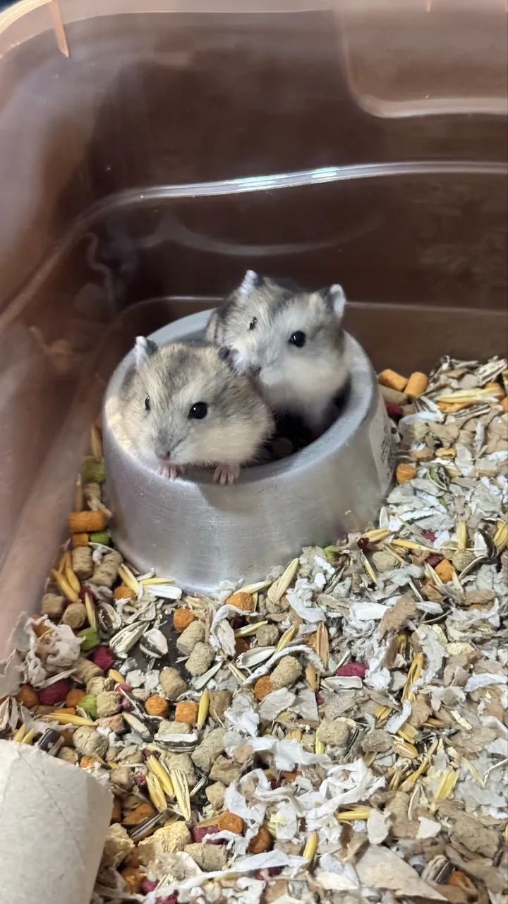 Hamster anão russo - Foto 3