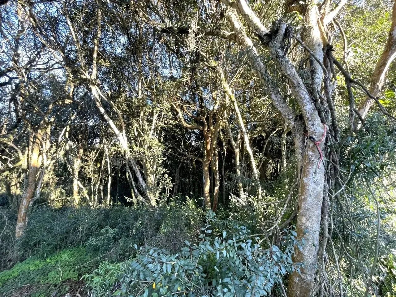 CAXIAS DO SUL - Terreno Padrão - CRUZEIRO - Foto 4